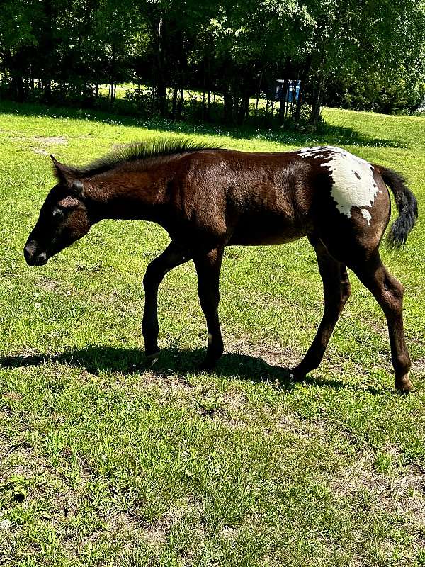 black-aphc-icaa-colt