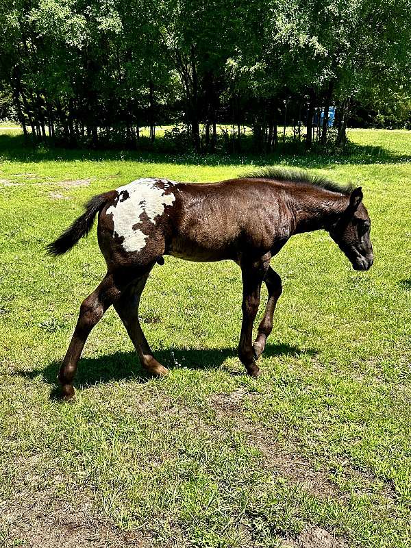 black-aphc-icaa-horse