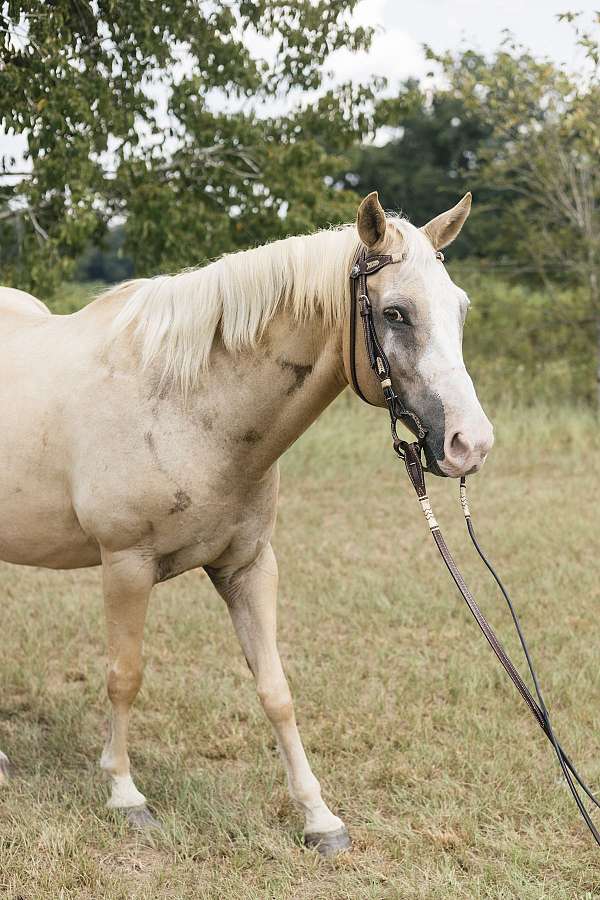 palomino-quarter-horse-mare-broodmare