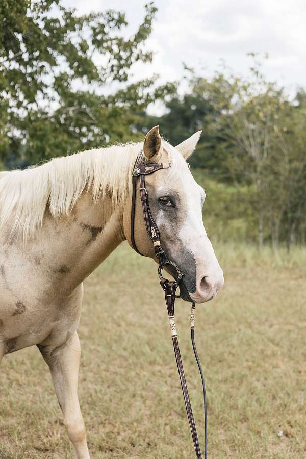 quarter-horse-mare