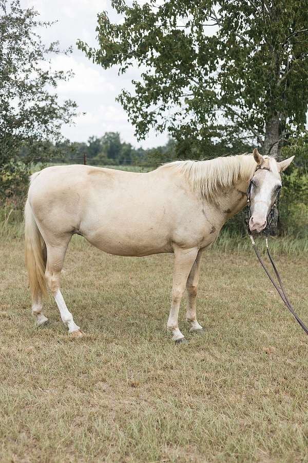 quarter-horse-for-sale