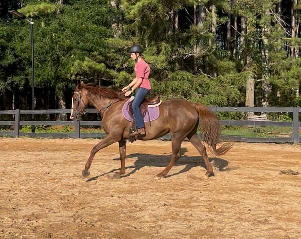 longe-li-horse