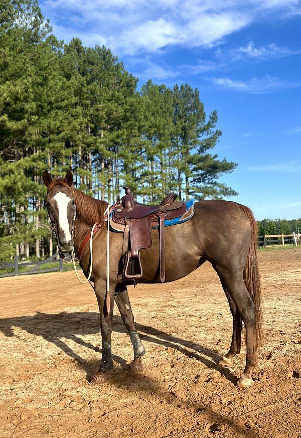 liver-chestnut-longe-li-horse