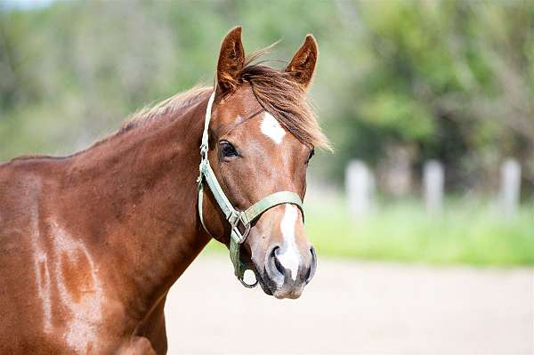 snaffle-filly