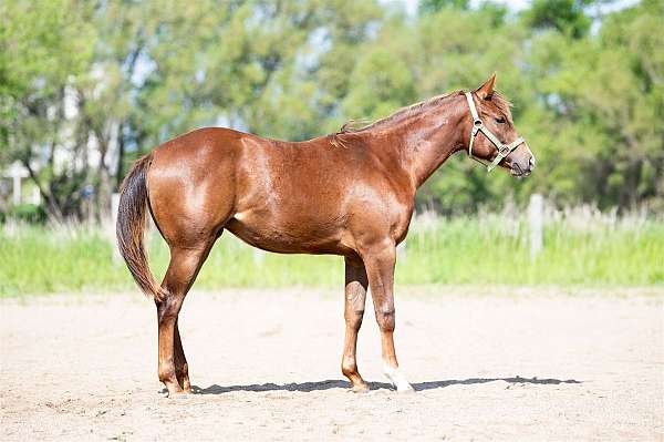 star-strip-right-fore-sock-horse