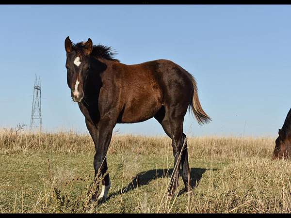 all-around-quarter-horse