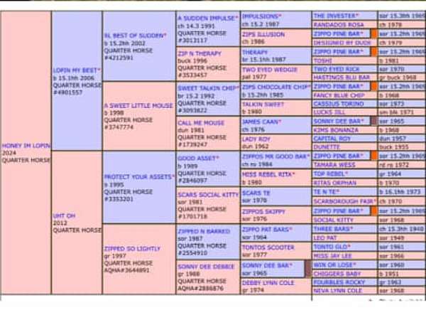 all-quarter-horse