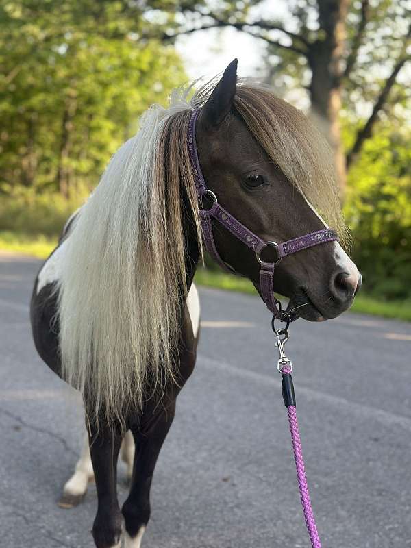 miniature-horse