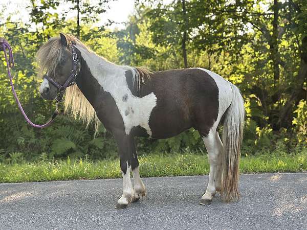 miniature-stallion