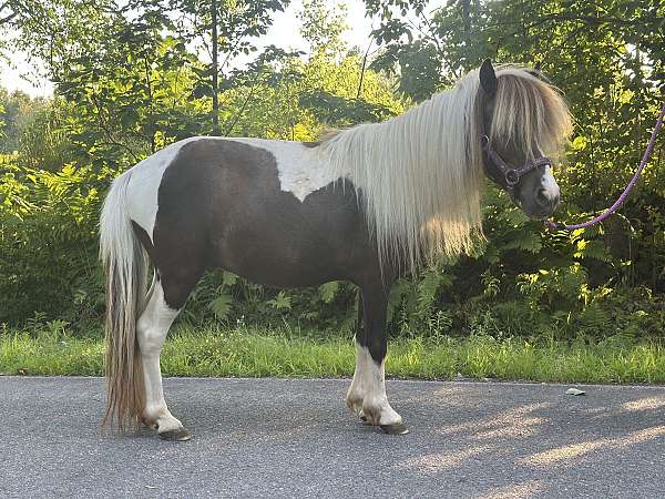 miniature-horse-for-sale