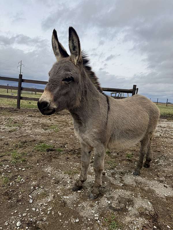 grey-beginner-companion-donkey