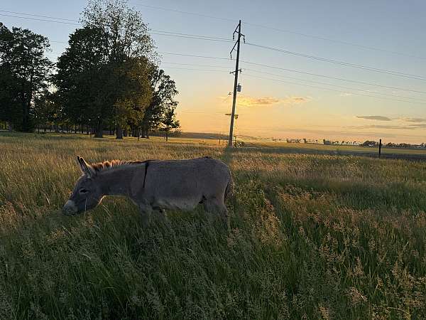 companion-trained-donkey
