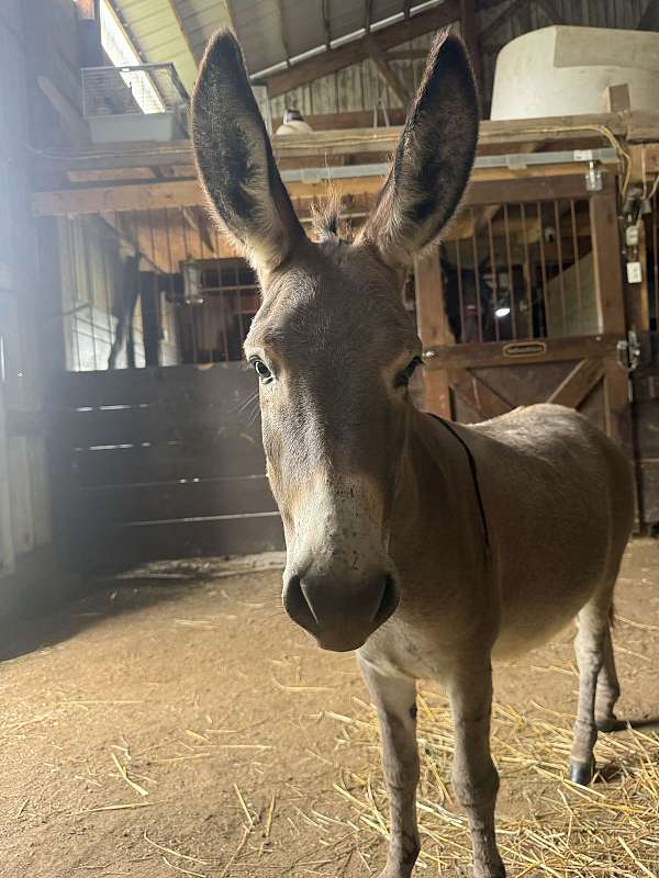 companion-trained-miniature-donkey