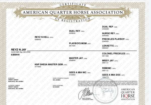 master-jay-quarter-horse
