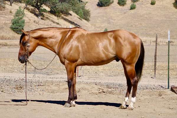 all-around-quarter-horse