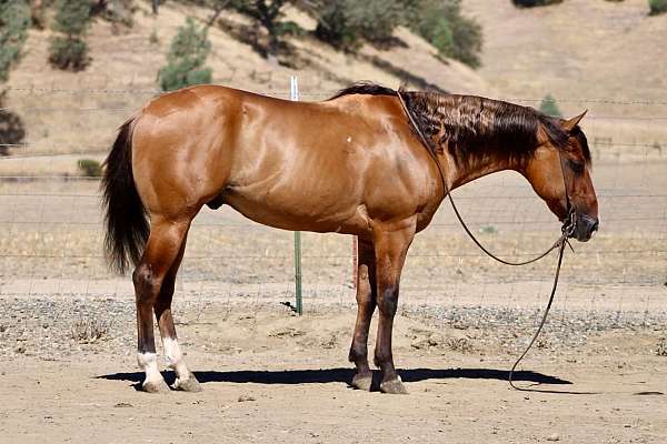 athletic-quarter-horse