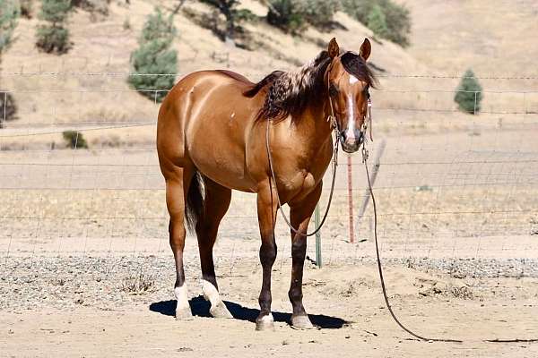 beginner-quarter-horse