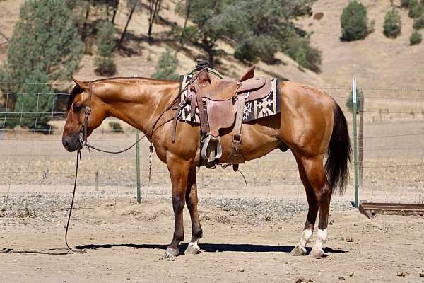 calf-roping-quarter-horse