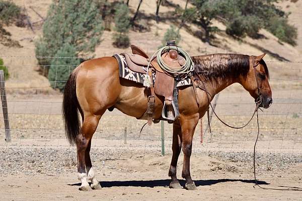 endurance-quarter-horse