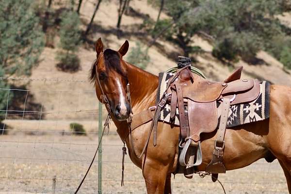 experienced-quarter-horse