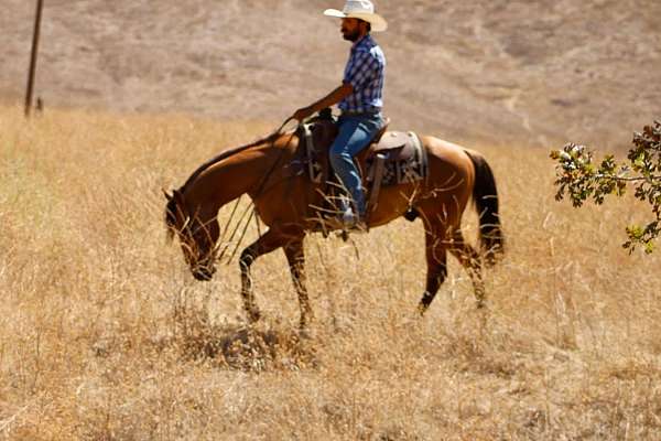 flashy-quarter-horse