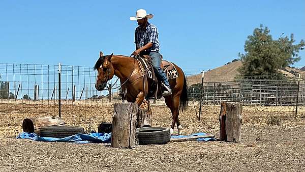 husband-safe-quarter-horse