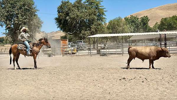 kid-safe-quarter-horse