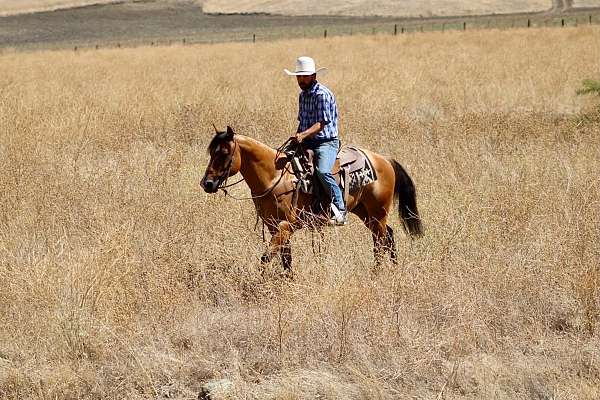 pack-quarter-horse