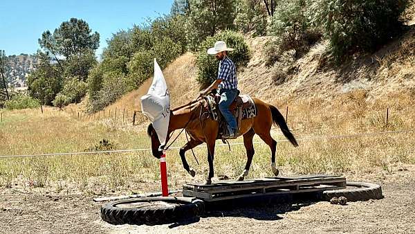 parade-quarter-horse