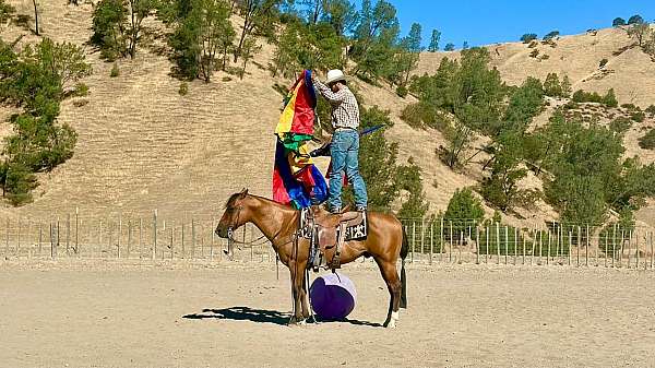 performance-quarter-horse