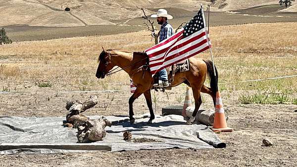 ranch-quarter-horse