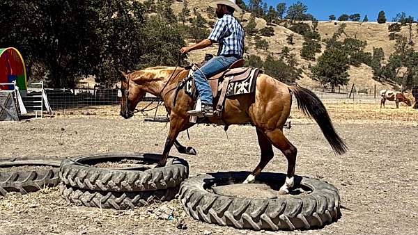 ranch-versatility-quarter-horse