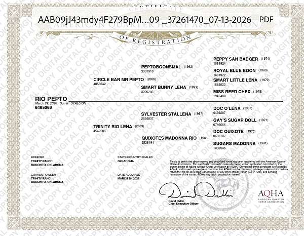 quarter-horse-gelding