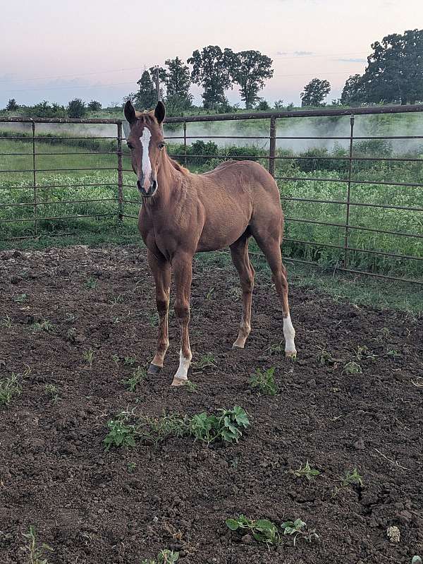 quarter-horse-for-sale