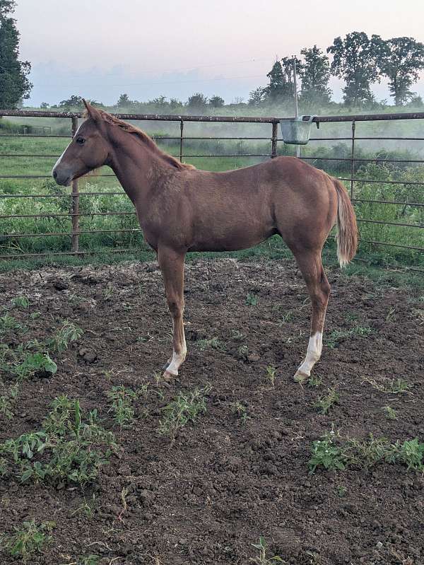 quarter-horse