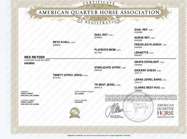 quarter-horse-gelding