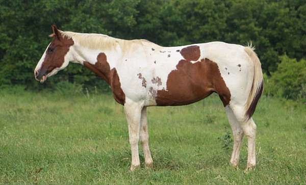 all-around-paint-horse