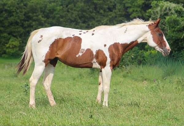 athletic-paint-horse