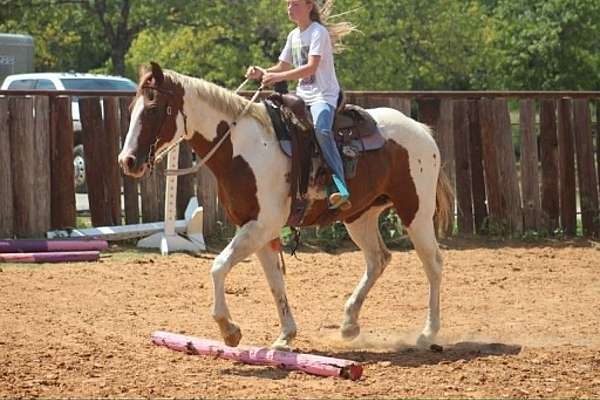 endurance-paint-horse