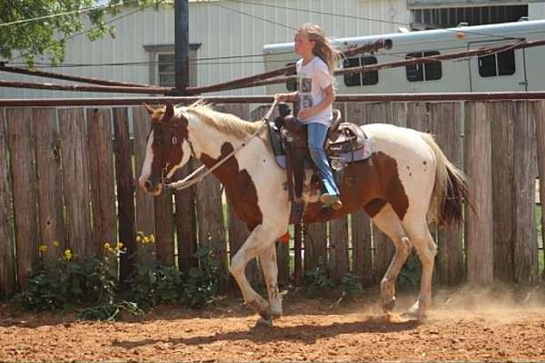 experienced-paint-horse