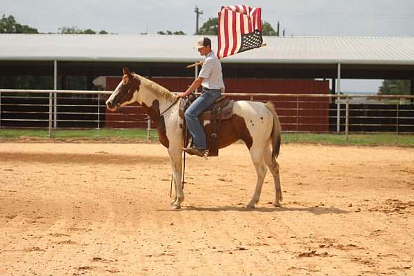 flashy-paint-horse