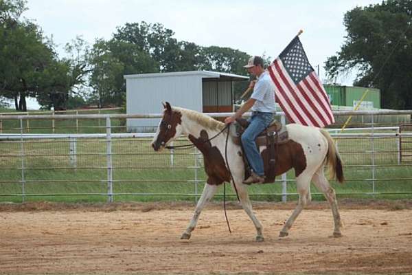 parade-paint-horse