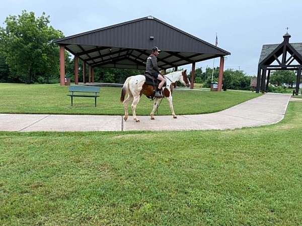 playday-paint-horse