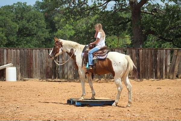 ranch-versatility-paint-horse