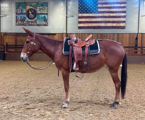 all-around-mule