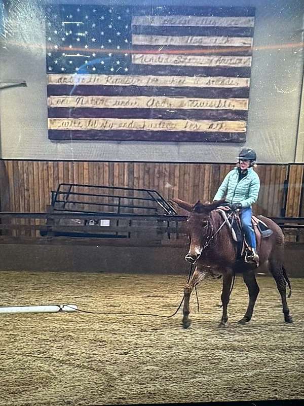 flashy-mule
