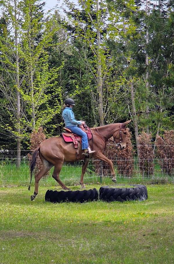 husband-safe-mule