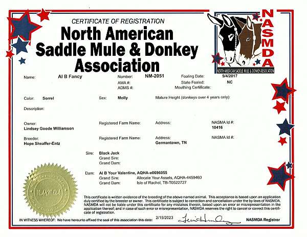 parade-mule