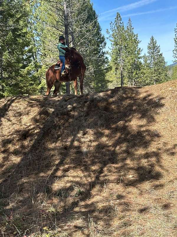 ridden-western-mule