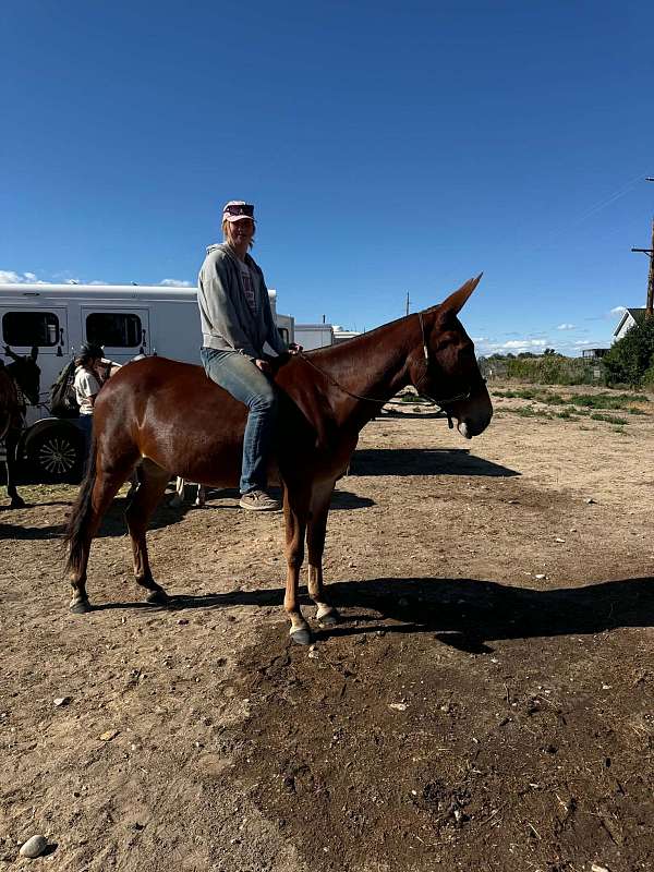 trail-mule